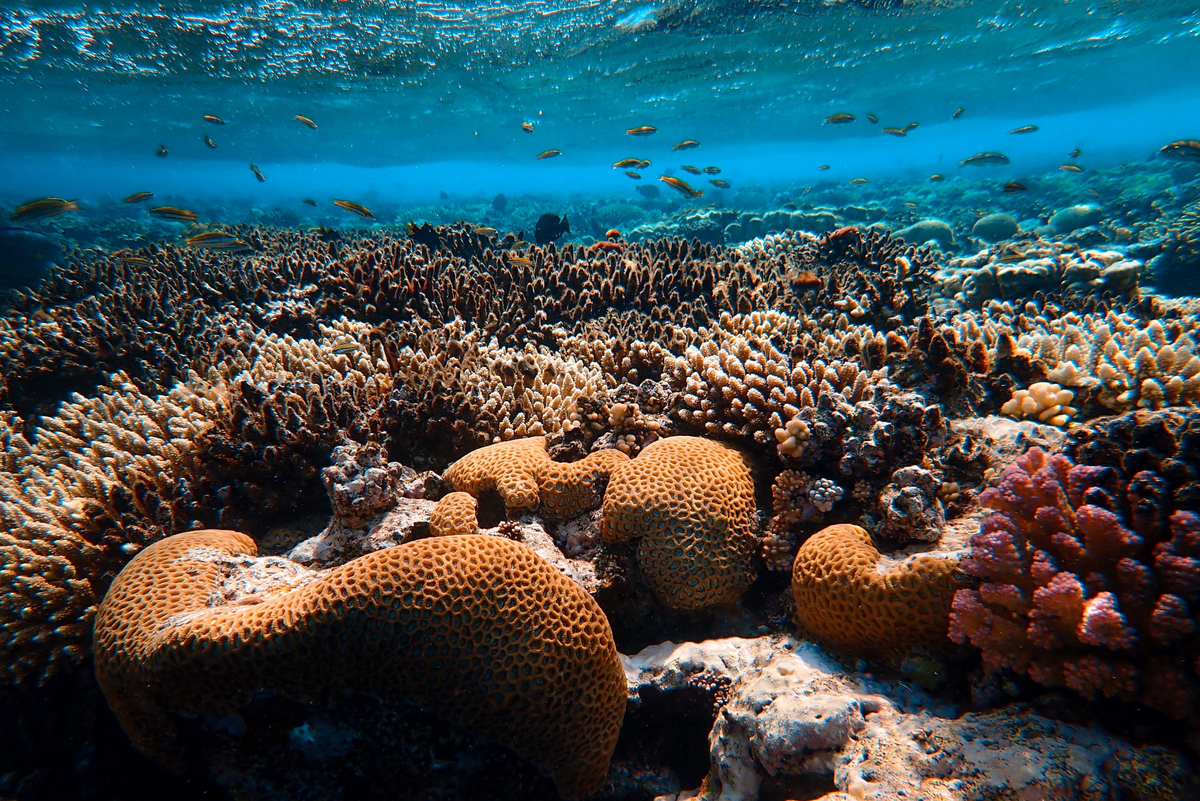 Best Reef Safe Sunscreens | Little Urchin - LITTLE URCHIN