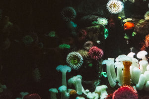 6 Facts You Didn't Know About Sea Urchins
