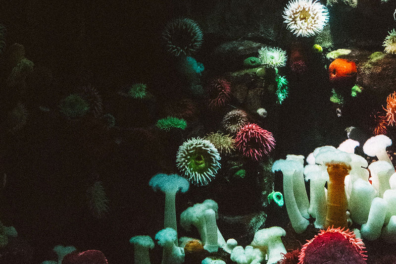 6 Facts You Didn't Know About Sea Urchins